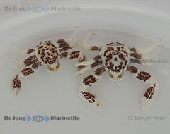 Neopetrolisthes ohshimai