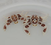 Neopetrolisthes ohshimai (Pair)