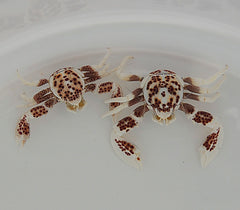Neopetrolisthes ohshimai (Pair)