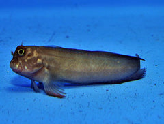 Ophioblennius atlanticus