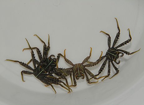 Percnon gibbesi