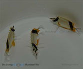 Prognathodes marcellae