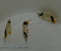 Prognathodes marcellae