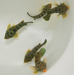 Pterosynchiropus picturatus