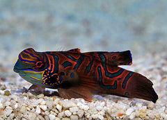 Pterosynchiropus splendidus (red)