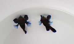 Pterosynchiropus splendidus (blue) (pair)