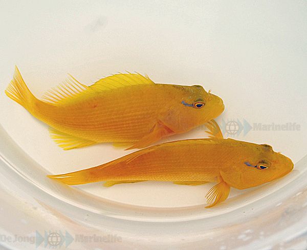 Paracirrhites xanthus