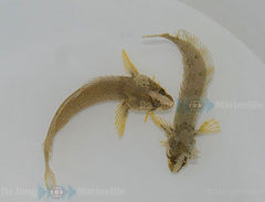 Springeratus polyporatus
