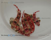 Synchiropus stellatus