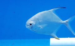 Trachinotus falcatus