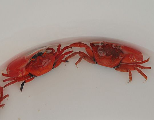 Uca crassipes