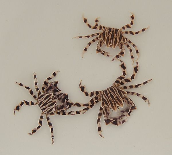 Zebrida adamsii