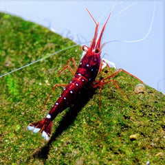 Caridina dennerli Kardinaal garnaal