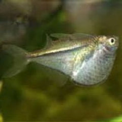 Carnegiella myersi Dwergbijlzalm L