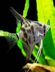 Pt.scalare Maanvis clown SM