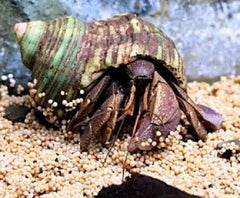 Coenobita brevimanus Heremietkreeft M