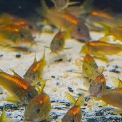 Corydoras red laser (CW014) M