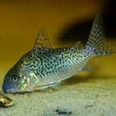 Corydoras sodalis Pantsermeerval L