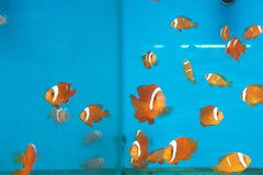 Amphiprion frenatus - DJM Bred