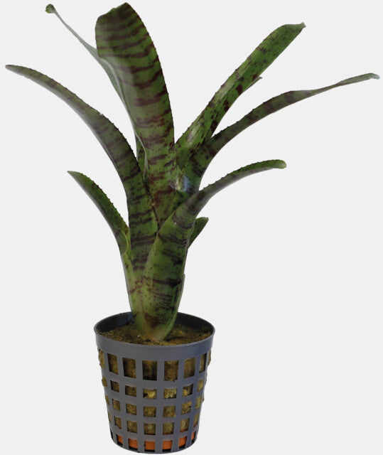 PT-NEOREGELIA AMPULLACEA TIGRINA