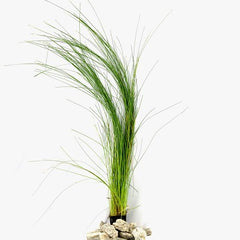 Eleocharis montevidensis in pot