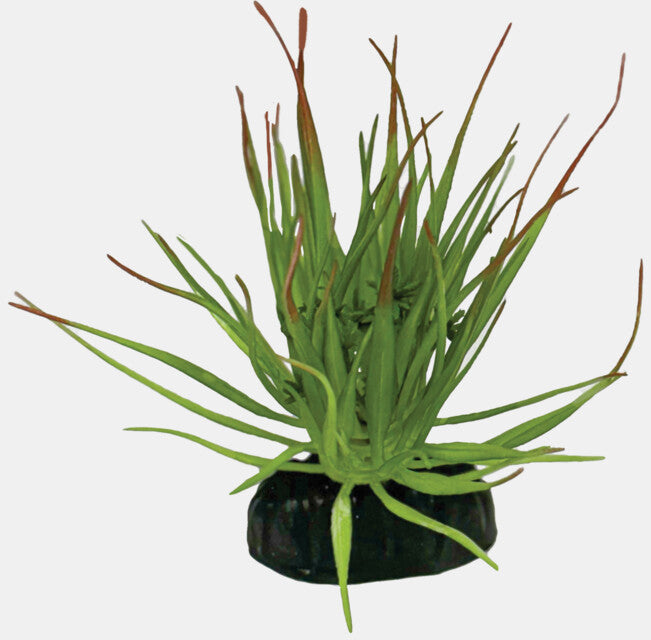 REPTO PLANT TILLANDSIA ION