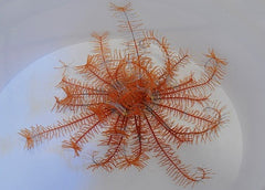 Comatula spp. (Bright Orange)