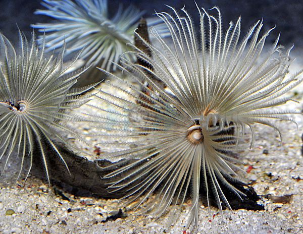 Sabellastarte (White)
