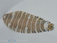 Zebrias fasciatus