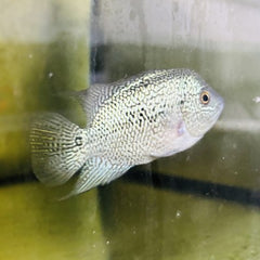 Cichlasoma Flowerhorn 12-15 cm