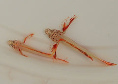 Discordipinna griessingeri