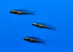 Eviota bifasciata