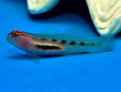 Elacatinus puncticulatus