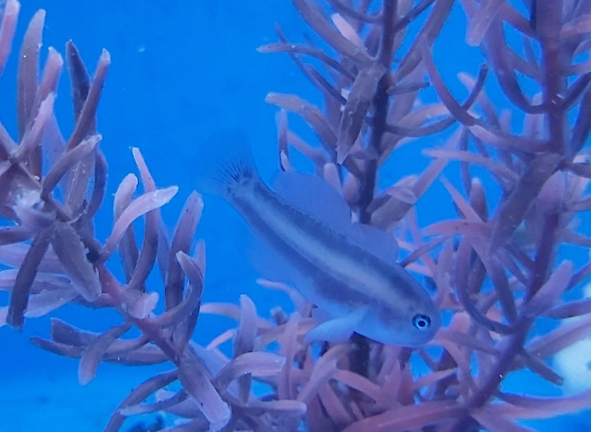 Gobiodon unicolor