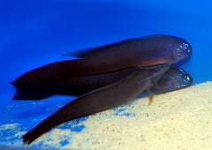 Oxymetopon cyanoctenosum