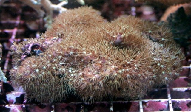 Briareum asbestinum