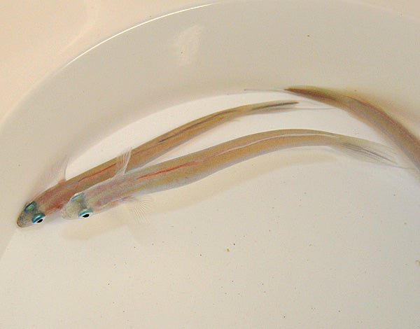 Ptereleotris hanae