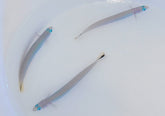 Ptereleotris heteroptera