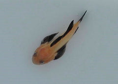 Paragobiodon lacunicolus