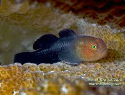 Paragobiodon modestus