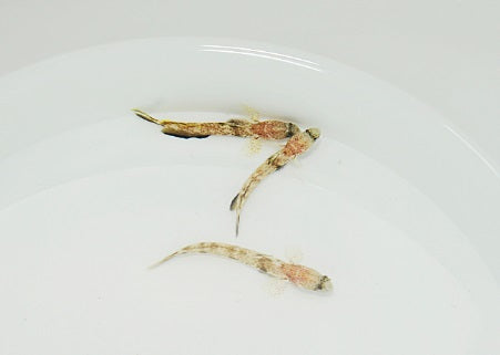Tomiyamichthys oni