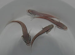 Valenciennea helsdingenii (pair)
