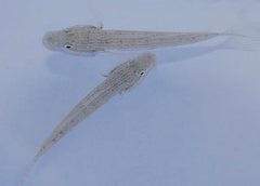 Valenciennea longipinnis (pair)