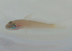 Valenciennea randalli (pair)