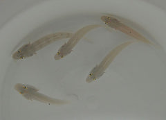 Valenciennea sexguttata
