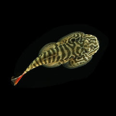 Gastromyzon sp. SK2 M