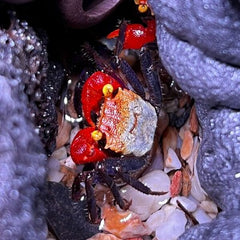Geosesarma sp.rouxi Vampierkrab