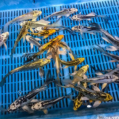 Cyprinus carpio koi sluier 6-8 cm