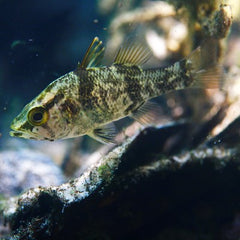 Glossamia aprion 8-10 cm