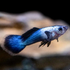 Poecilia ret. Guppy panda M